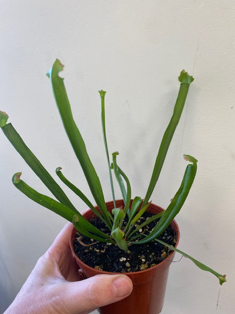 Sarracenia Farnhamii-Pitcher Plant 4"