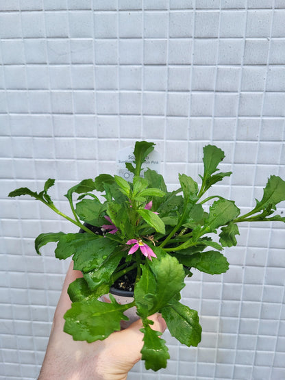 Scaevola - Fan Flower