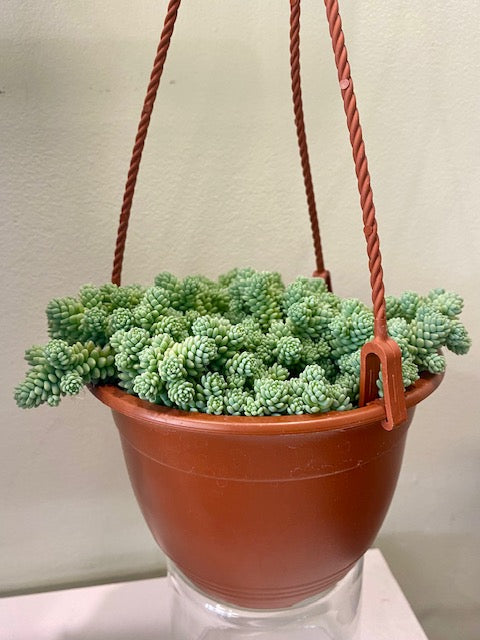 Sedum Blue Compacta