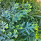 Selaginella uncinata - Rainbow Moss
