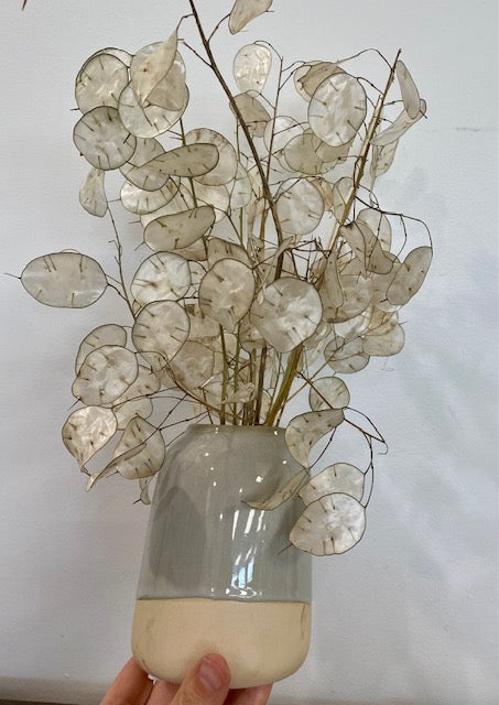 Dried Silver Dollar in a Grey and Cream Vase