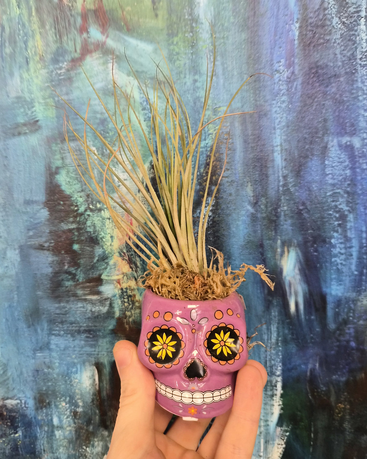 Colourful Skulls with Airplants
