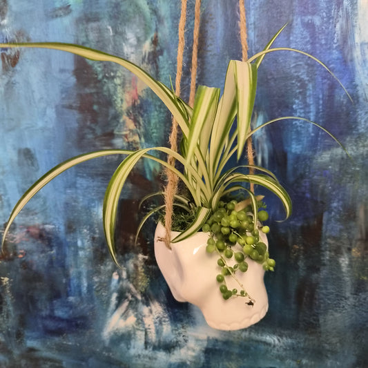 Hanging Skull Pot with Mini-garden
