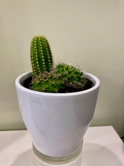 Small White Cacti Planter