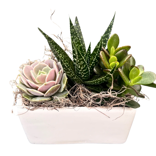 Small White Rectangular Succulent Planter