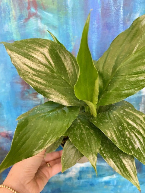 Spathiphyllum Romeo 4"