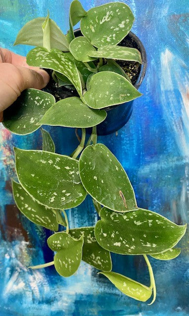 Scindapsus- Splash 4"