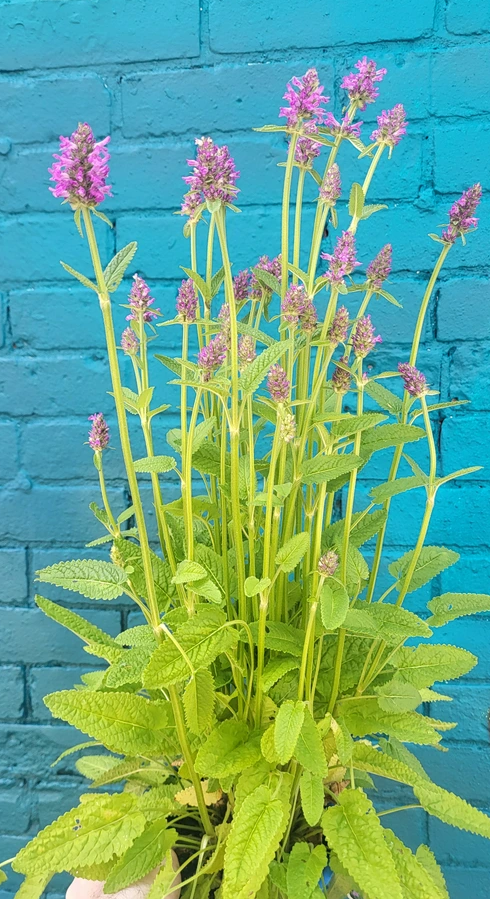 Stachys Monieri 'Hummelo'