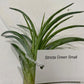 Air Plants