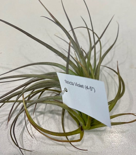 Air Plants