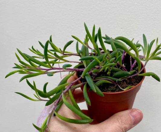 String of Banana