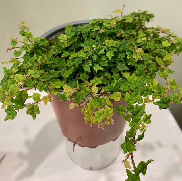 String of Frogs -Ficus Pumila Quercifolia – Wild Willy's Plants and Flowers