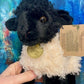 Stuffed Plushies