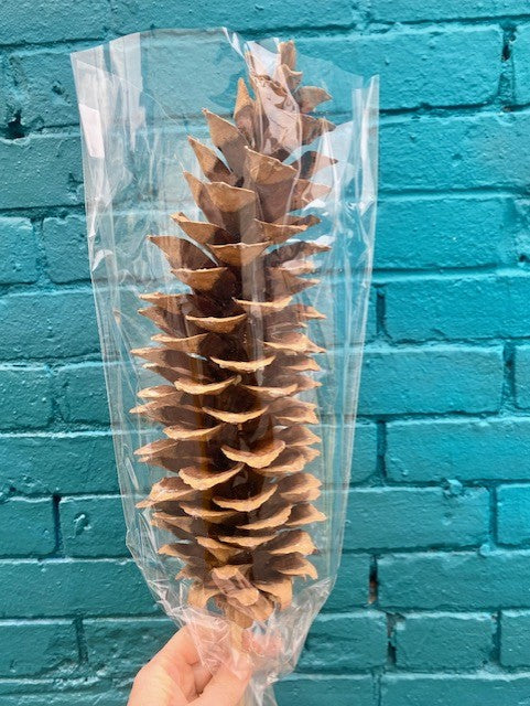 Sugar Cone