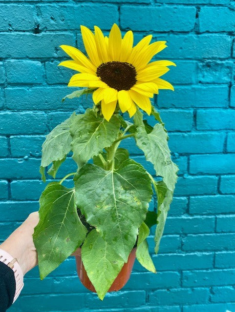 Sunflower 6" Plant - Helianthus