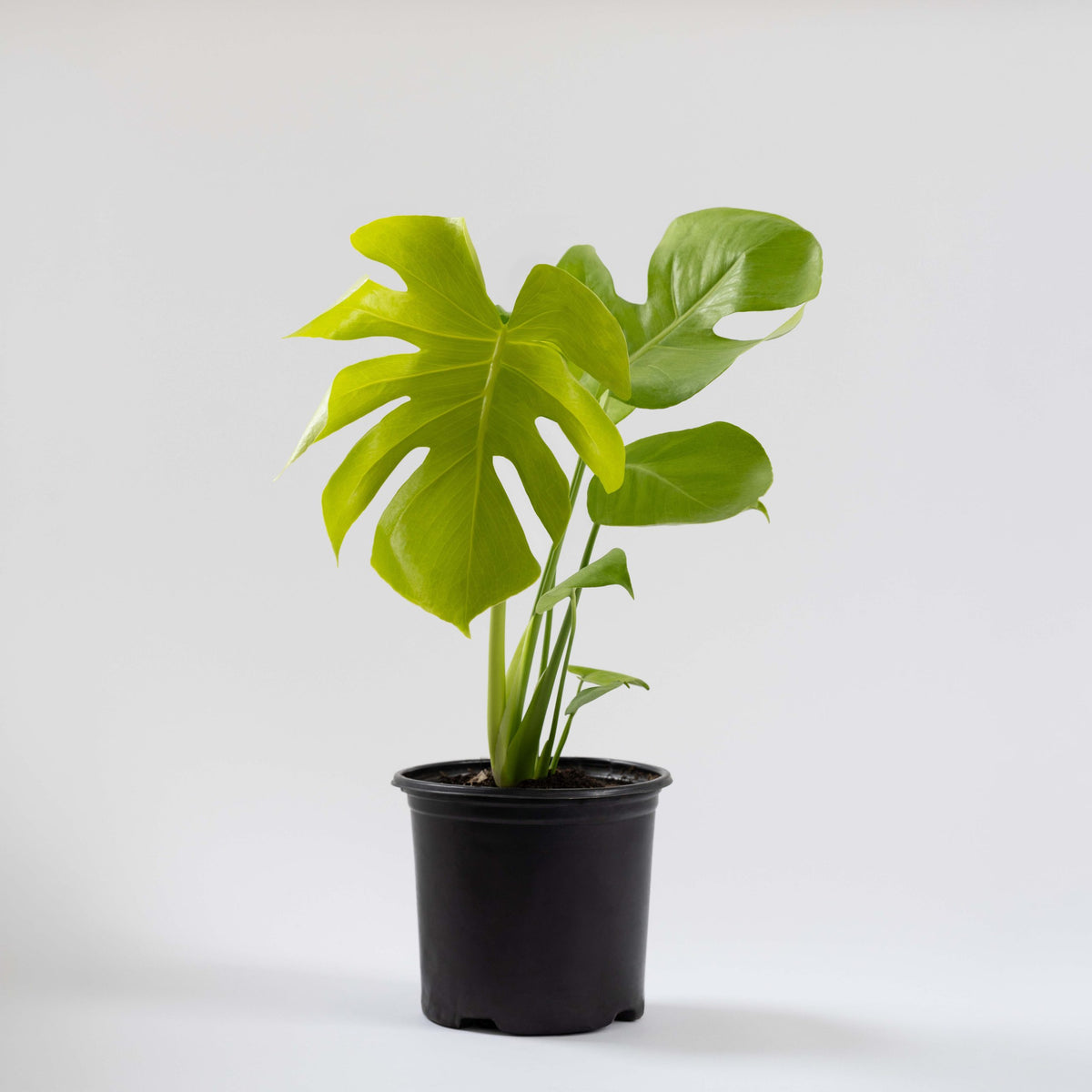 Monstera Super Golden 6"