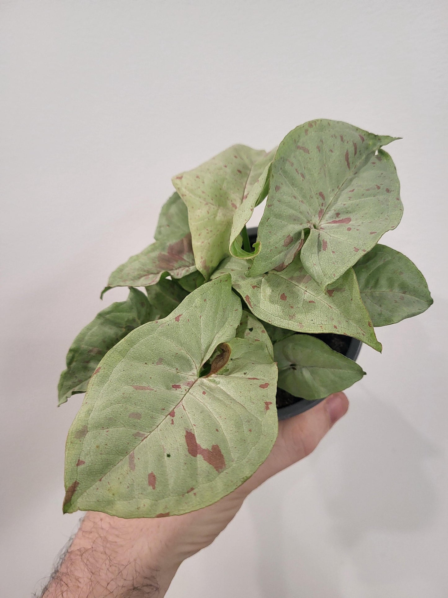 Syngonium 'Confetti' - Arrowhead Plant