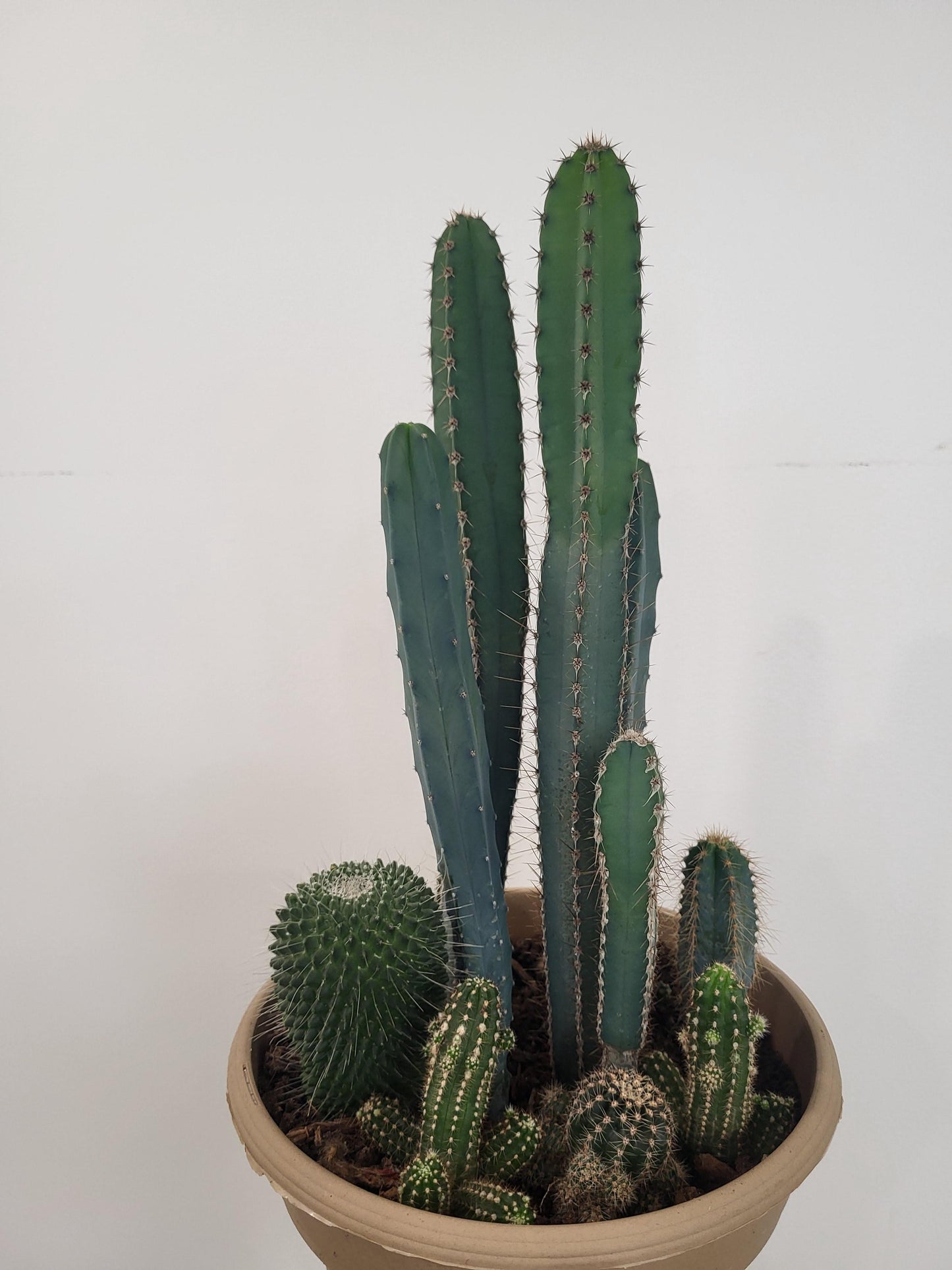 Cactus Planter - Tan