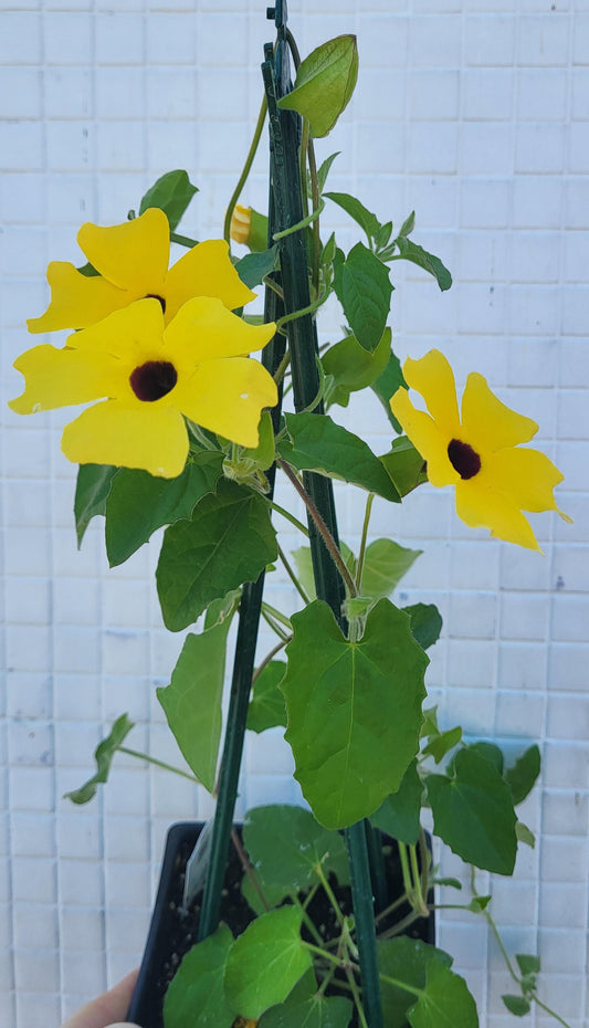 Thunbergia alata - Black-Eyed Susan Vine