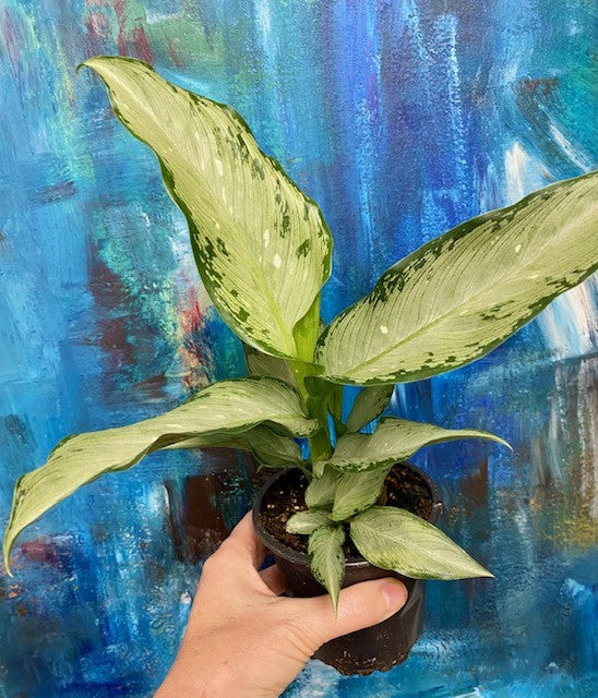 Dieffenbachia Tiki 4"