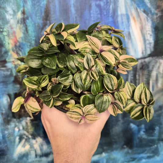 Tradescantia Quatricolor