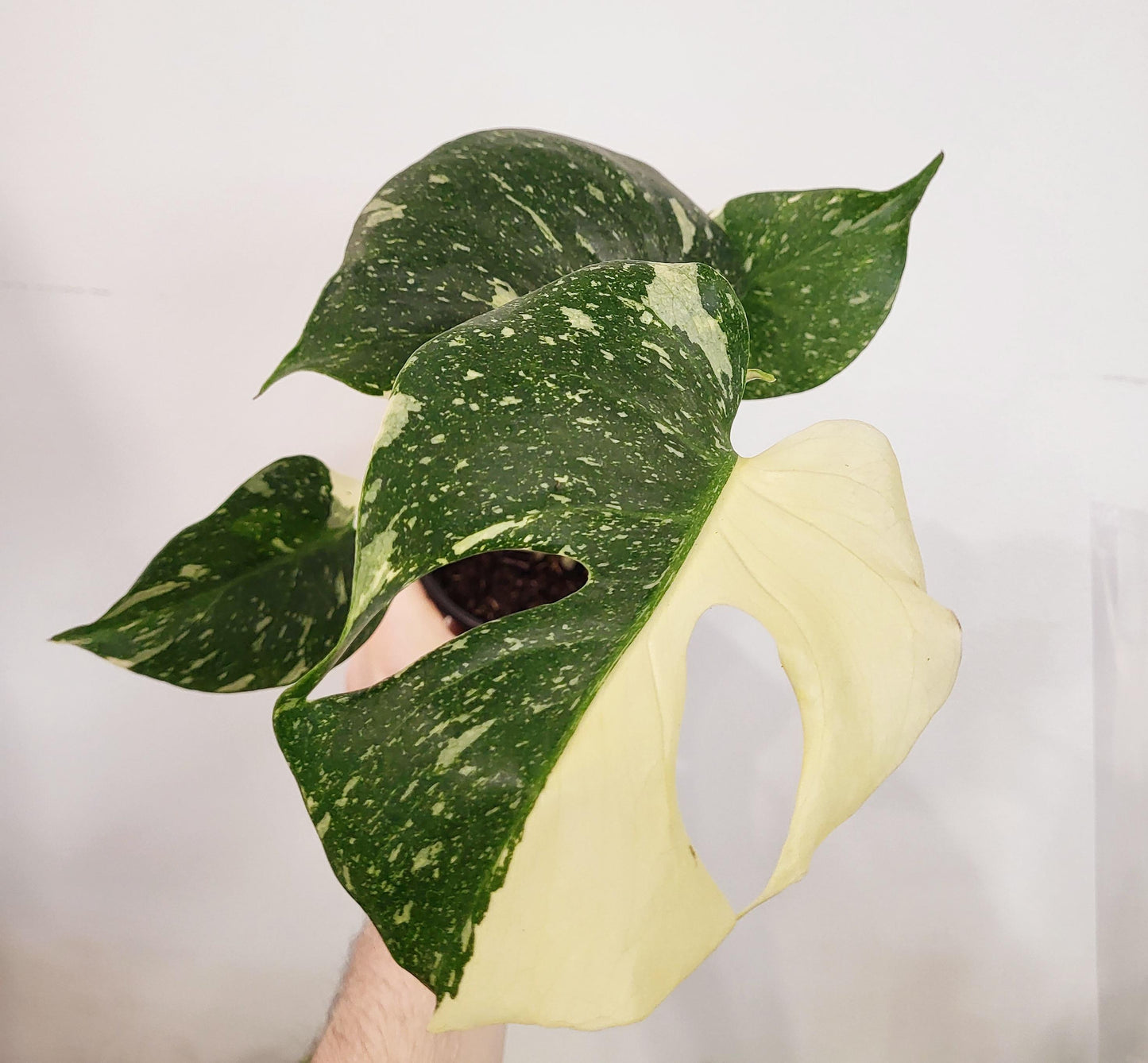 Monstera deliciosa 'Tai  Constellation' 4"