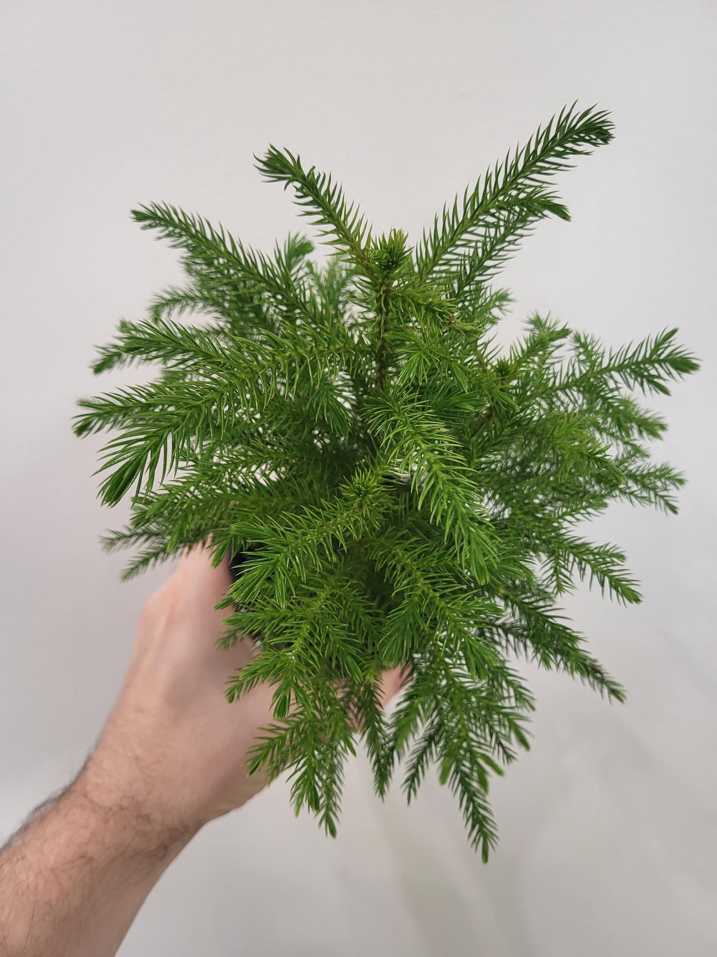 Auracaria heterophylla - Norfolk Pine