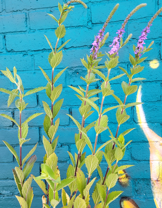 Verbena Stricta