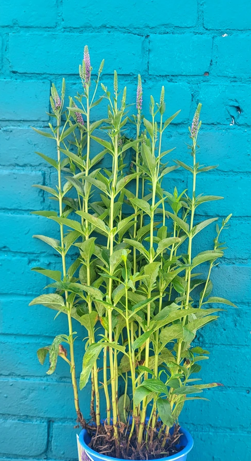 Veronica spicata 'Very Van Gogh' - Speedwell