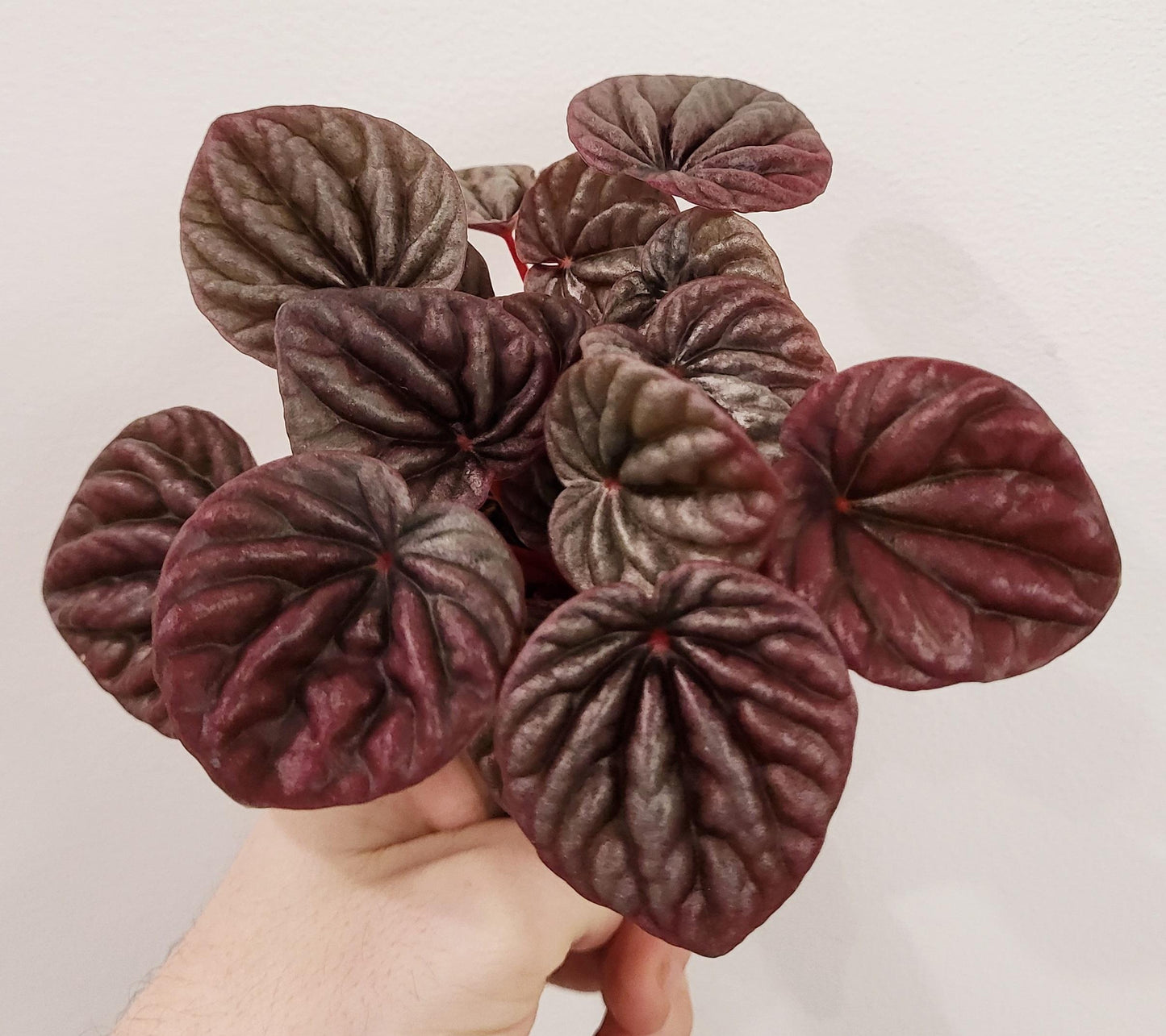 Peperomia ' Luna' Red and Grey