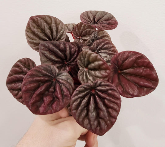 Peperomia ' Luna' Red