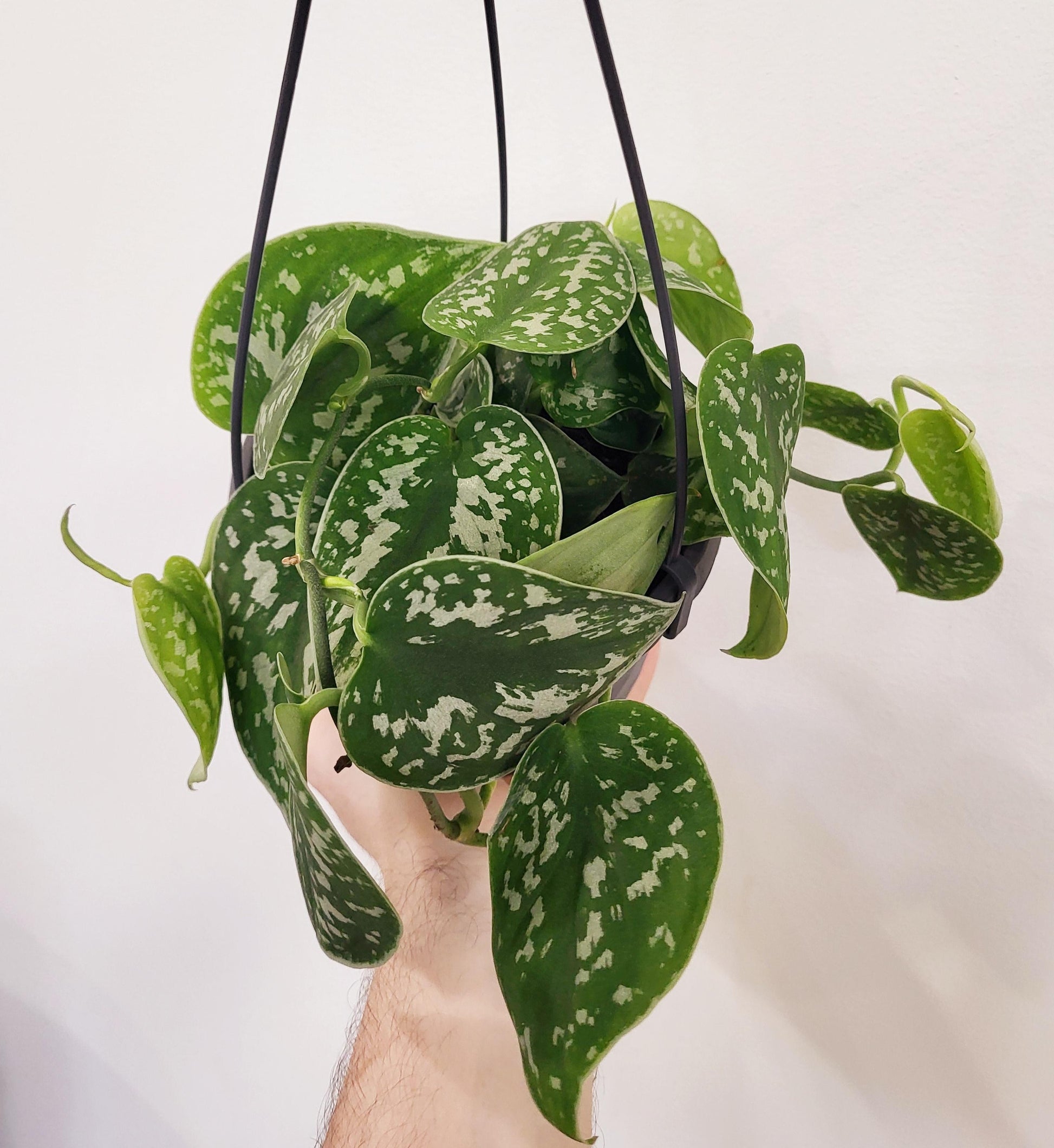 exotica pothos plant care Scindapsus pictus 'Exotica'