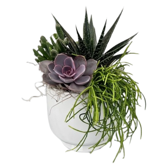 White Base Succulent Planter