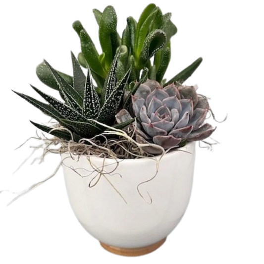 Wood Base Succulent Planter