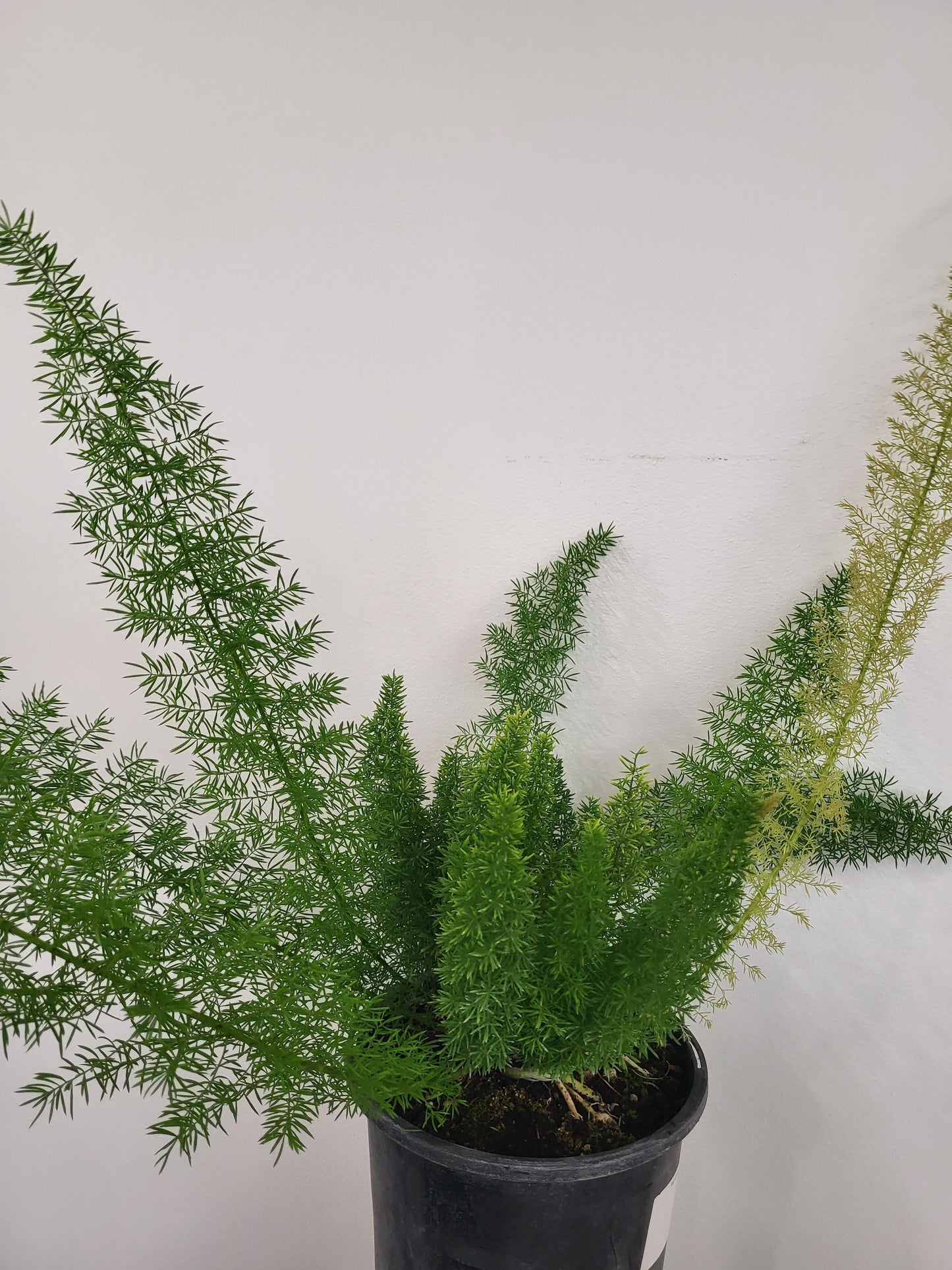 Asparagus densiflorus, Sprengerii fern - Foxtail Fern