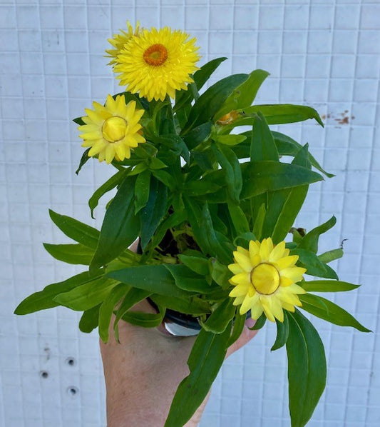 Strawflower