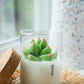 Soy Blend Candle - Succulent