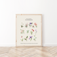 Botanical Art Prints - BC