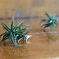 Tillandsia - Air Plants