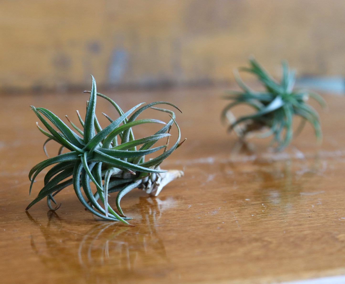 Tillandsia - Air Plants