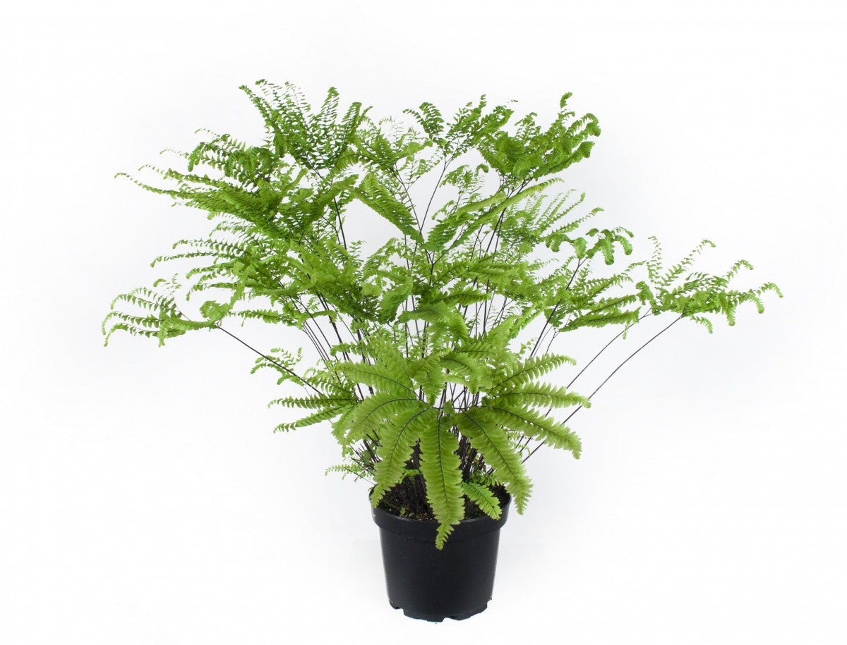 American Maidenhair Fern 'Adiantum Pedatum'