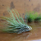 Tillandsia - Air Plants