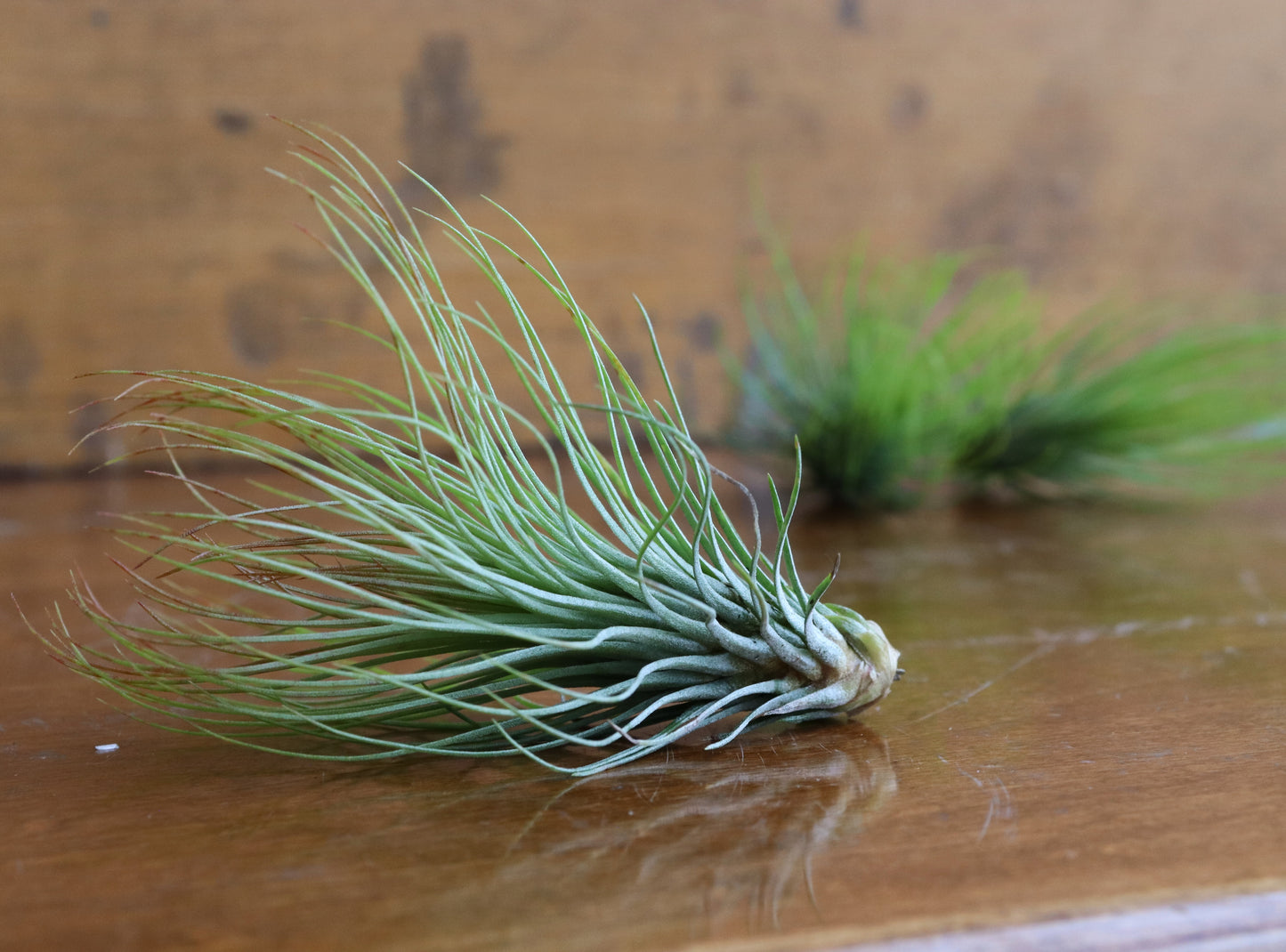 Tillandsia - Air Plants