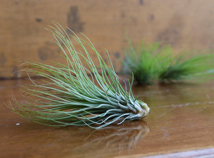 Tillandsia - Air Plants