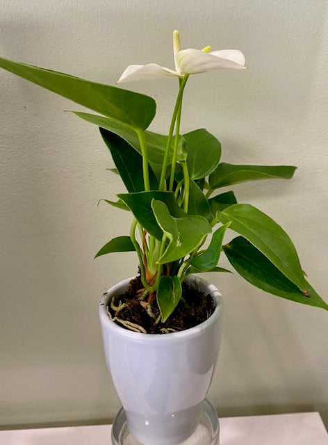 Mini Anthurium in white pot