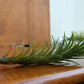 Tillandsia - Air Plants