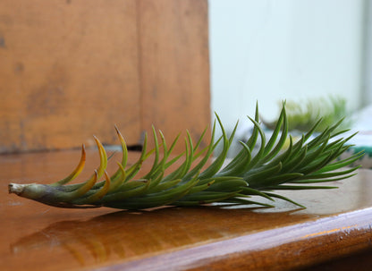 Tillandsia - Air Plants