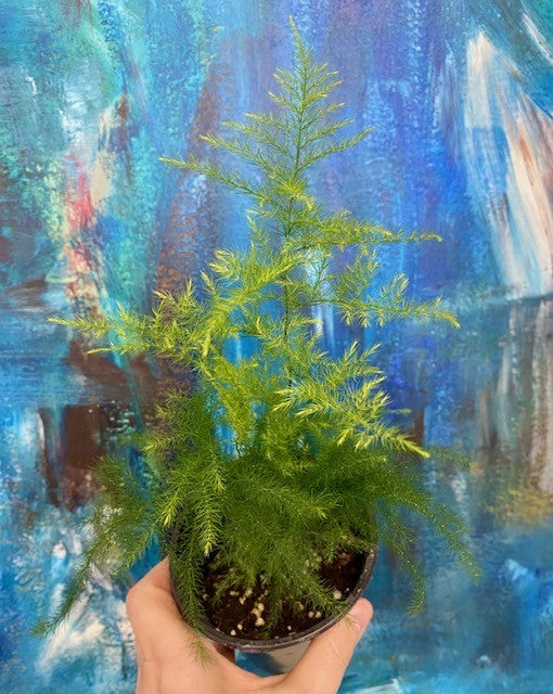 Asparagus plumosus