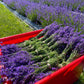 Dried English Lavender Bouquets - ON