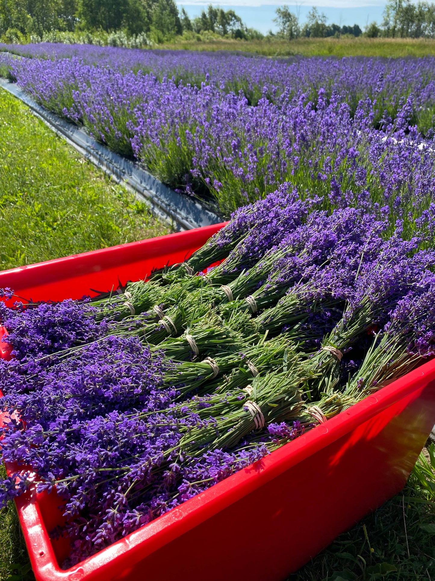 Dried English Lavender Bouquets - ON